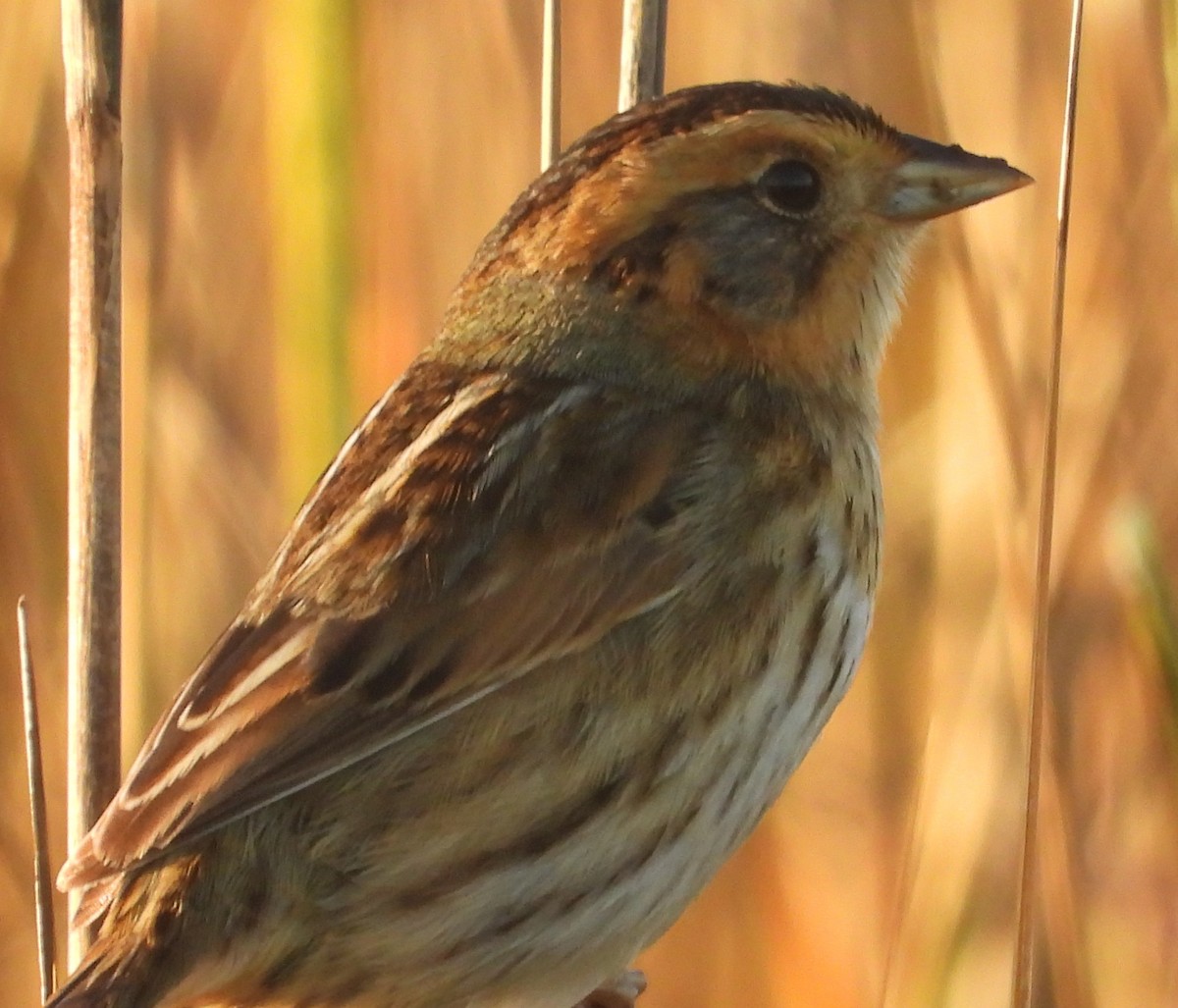 Nelson's Sparrow - ML647441177