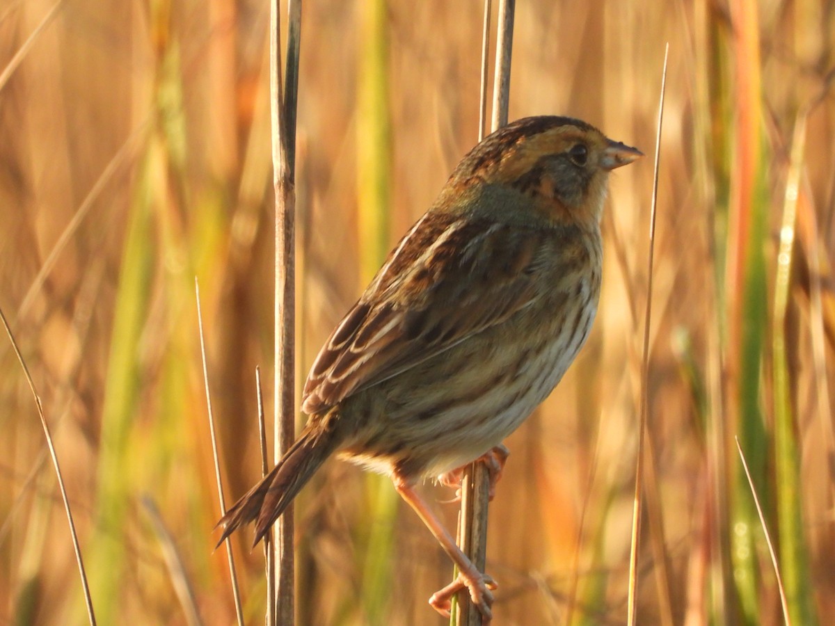 Nelson's Sparrow - ML647441178