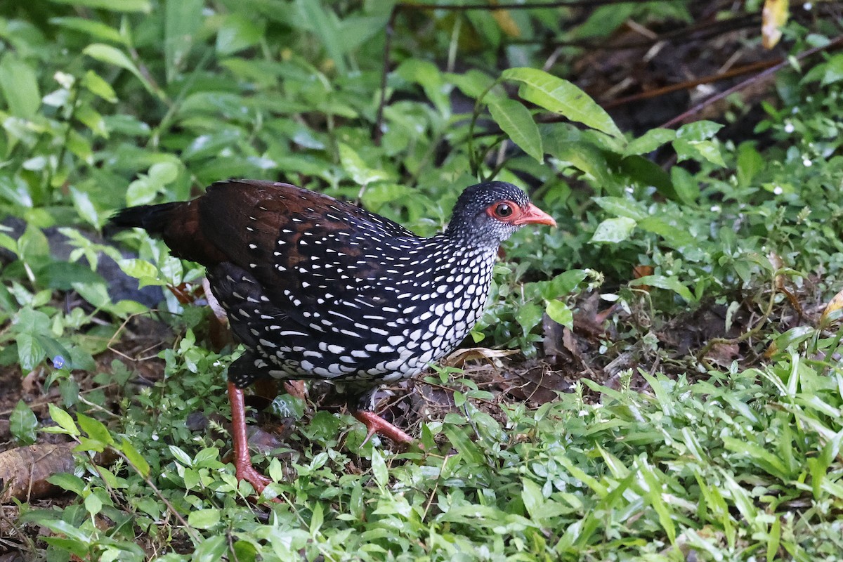 Sri Lanka Spurfowl - ML647441179