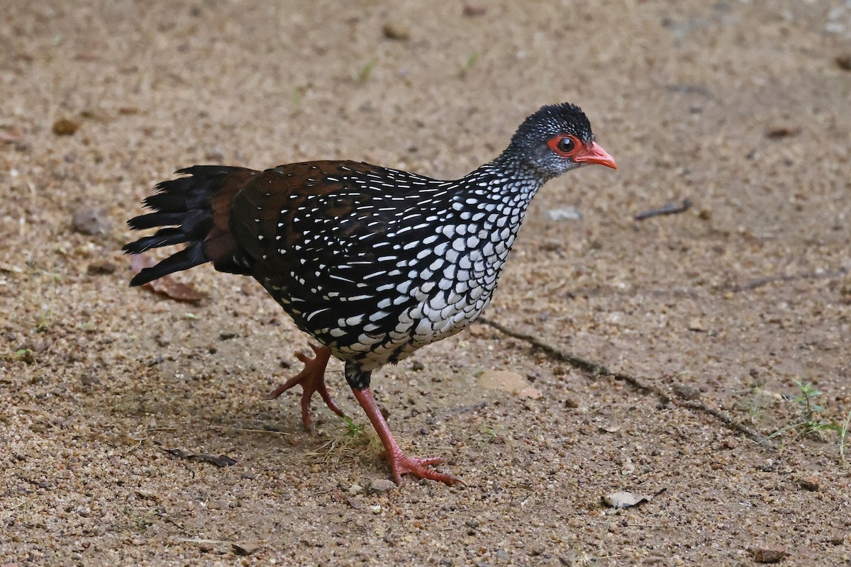 Sri Lanka Spurfowl - ML647441182