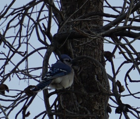 Сизойка блакитна - ML647441190