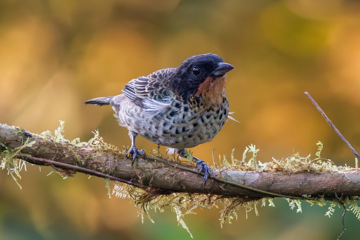Rufous-throated Tanager - ML647441204