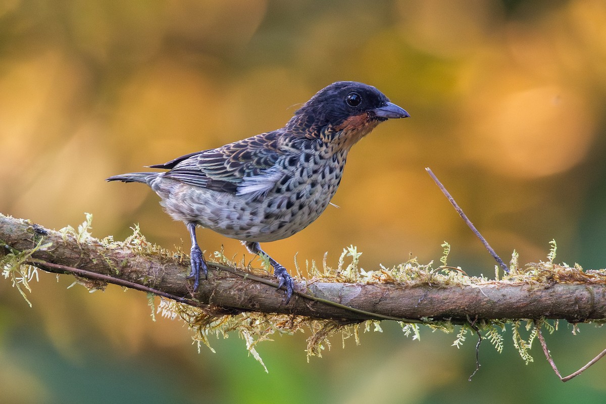 Rufous-throated Tanager - ML647441205