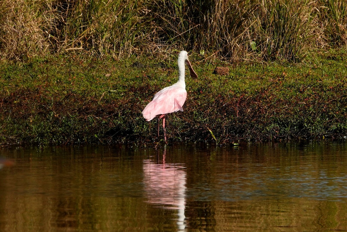 Roseate Spoonbill - ML647441207