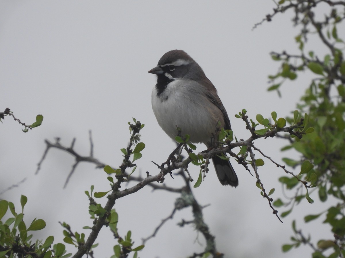 Black-throated Sparrow - ML647441208