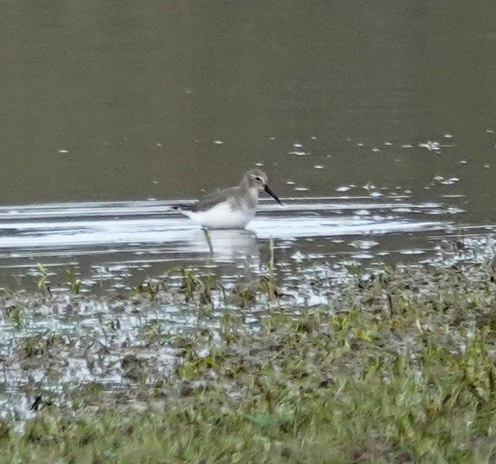 Dunlin - ML647441211