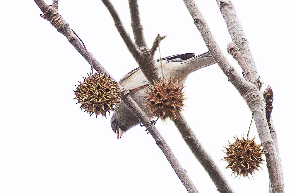 Dark-eyed Junco - ML647441227