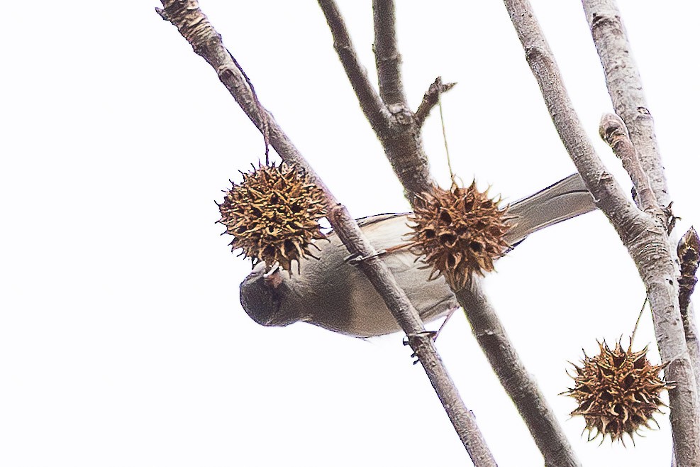 Dark-eyed Junco - ML647441228
