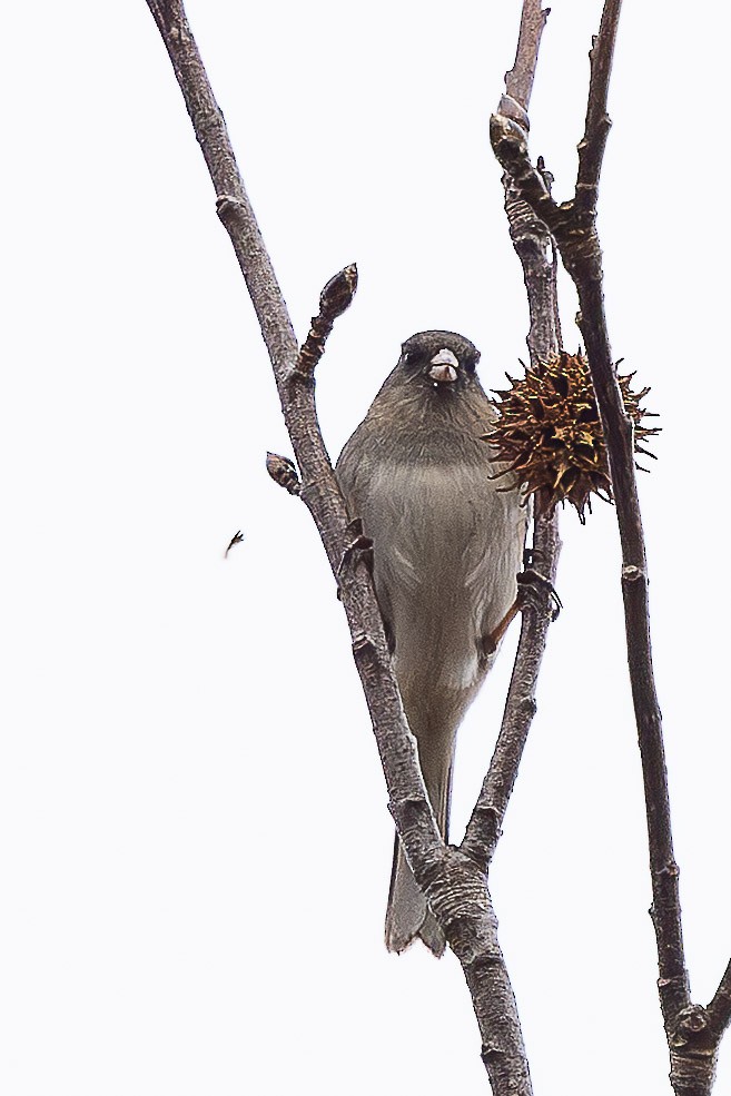 Dark-eyed Junco - ML647441229