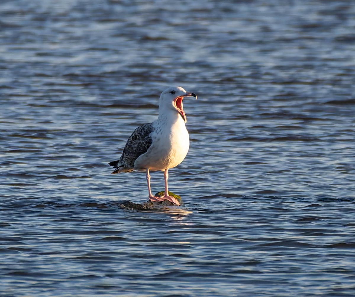 svartbak - ML647441230