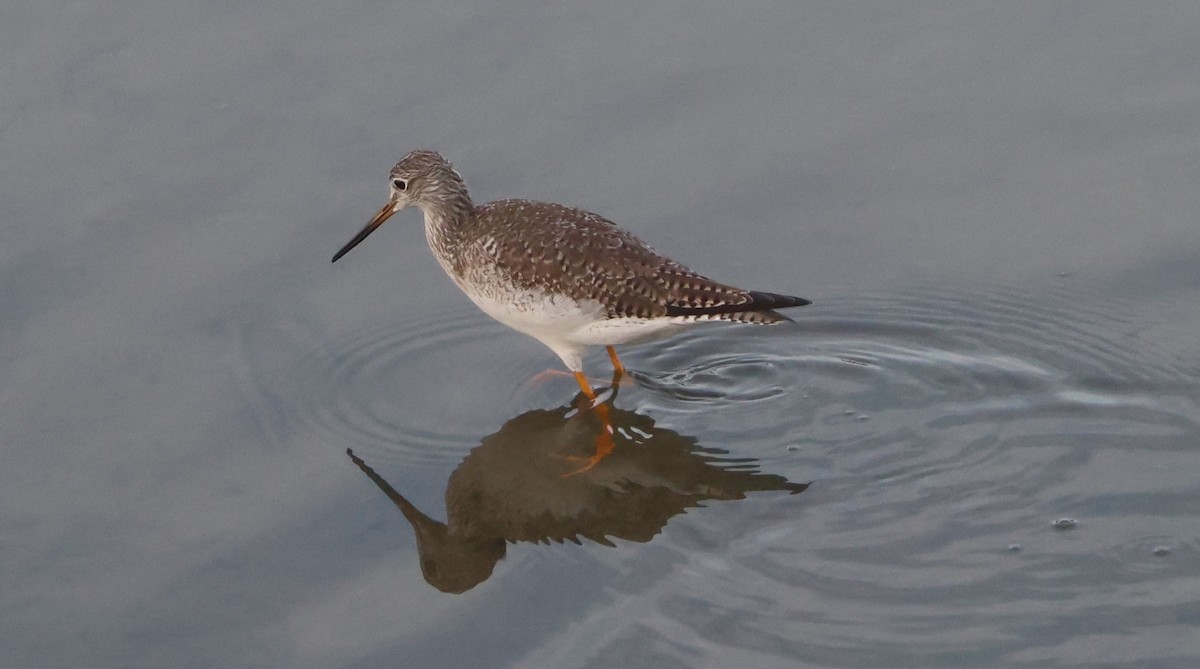 Коловодник строкатий - ML647441255