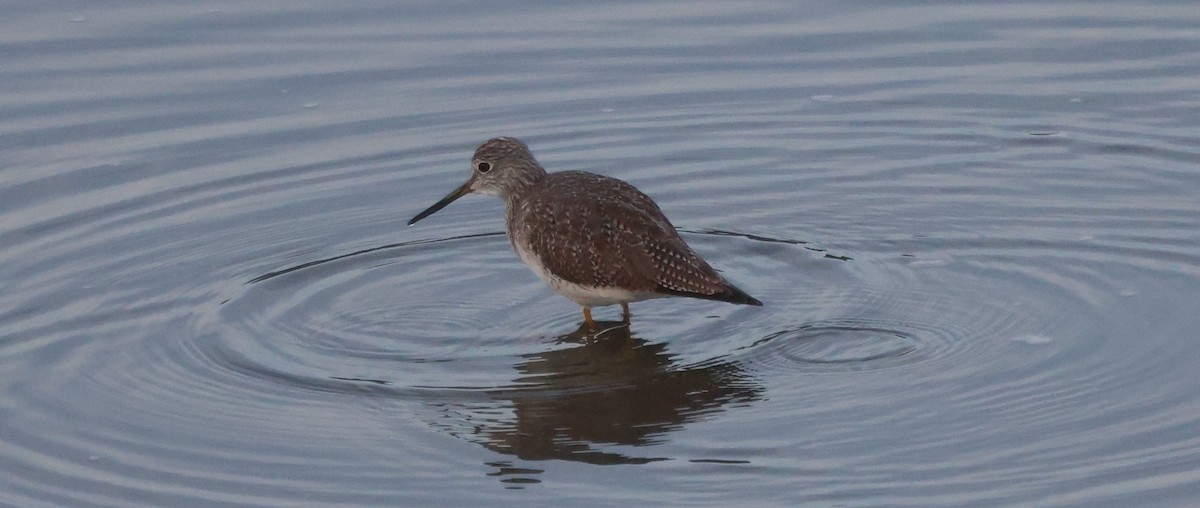 Коловодник строкатий - ML647441256