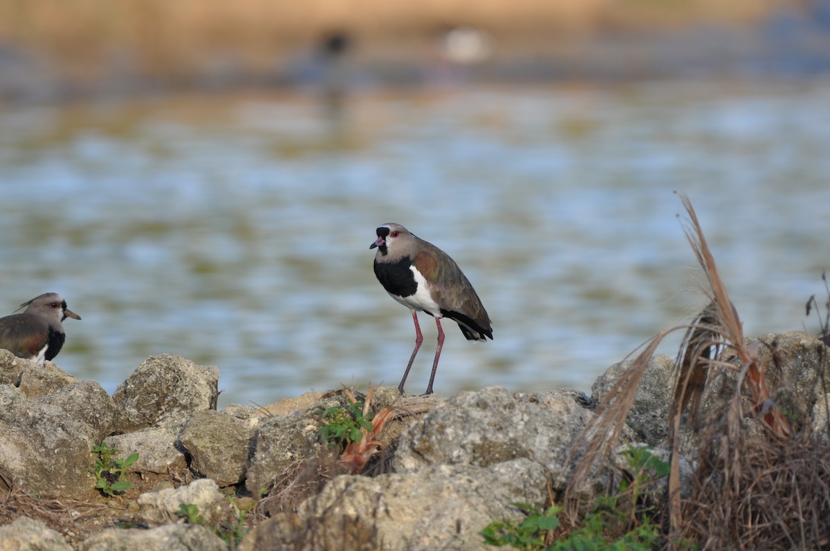 Чайка чилійська - ML647441258