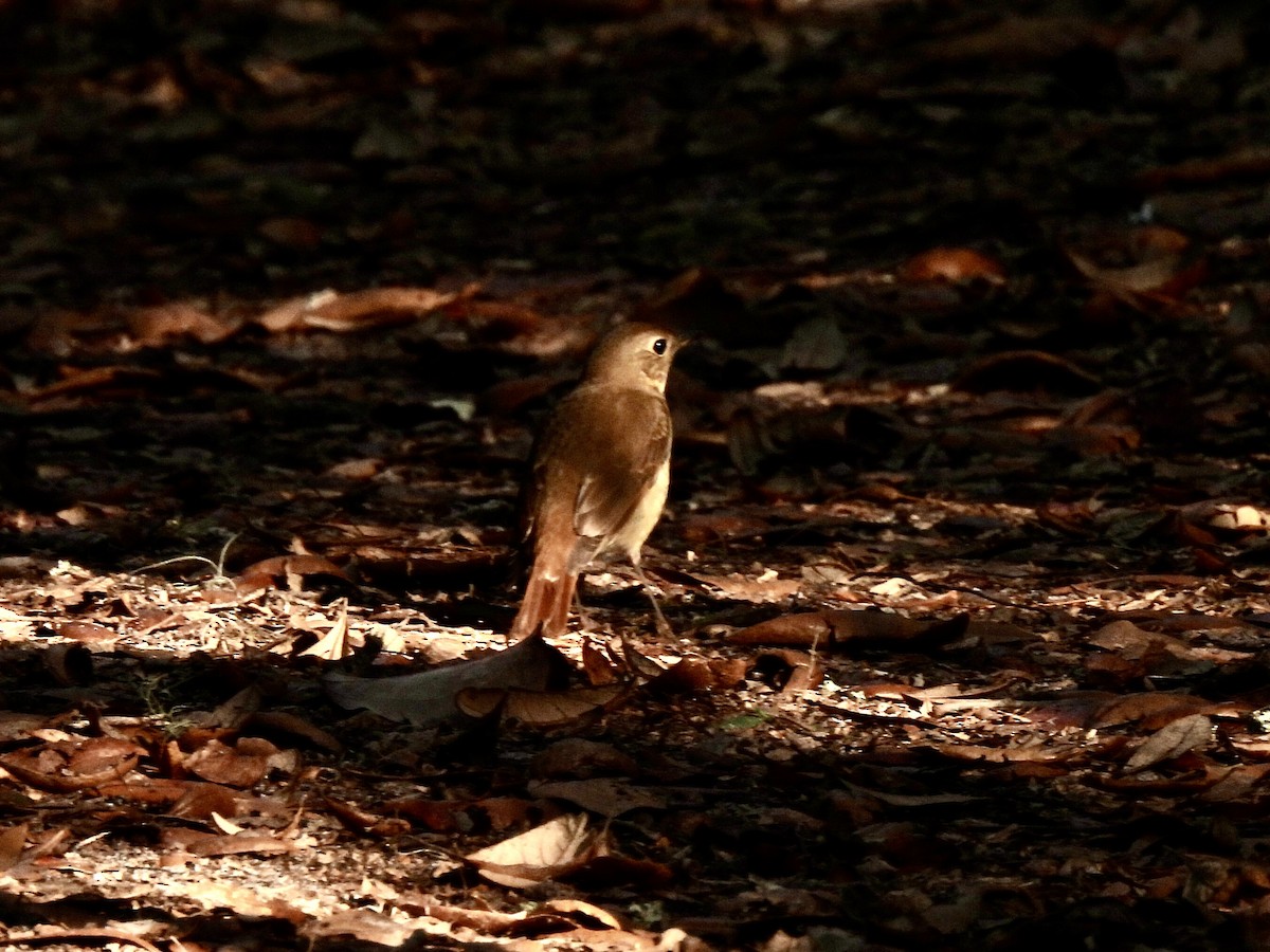 Дрізд-короткодзьоб плямистоволий - ML647441259