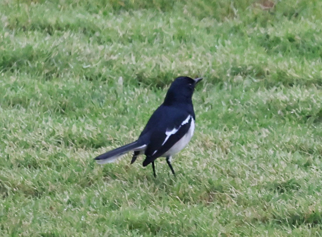 Шама східна - ML647441261