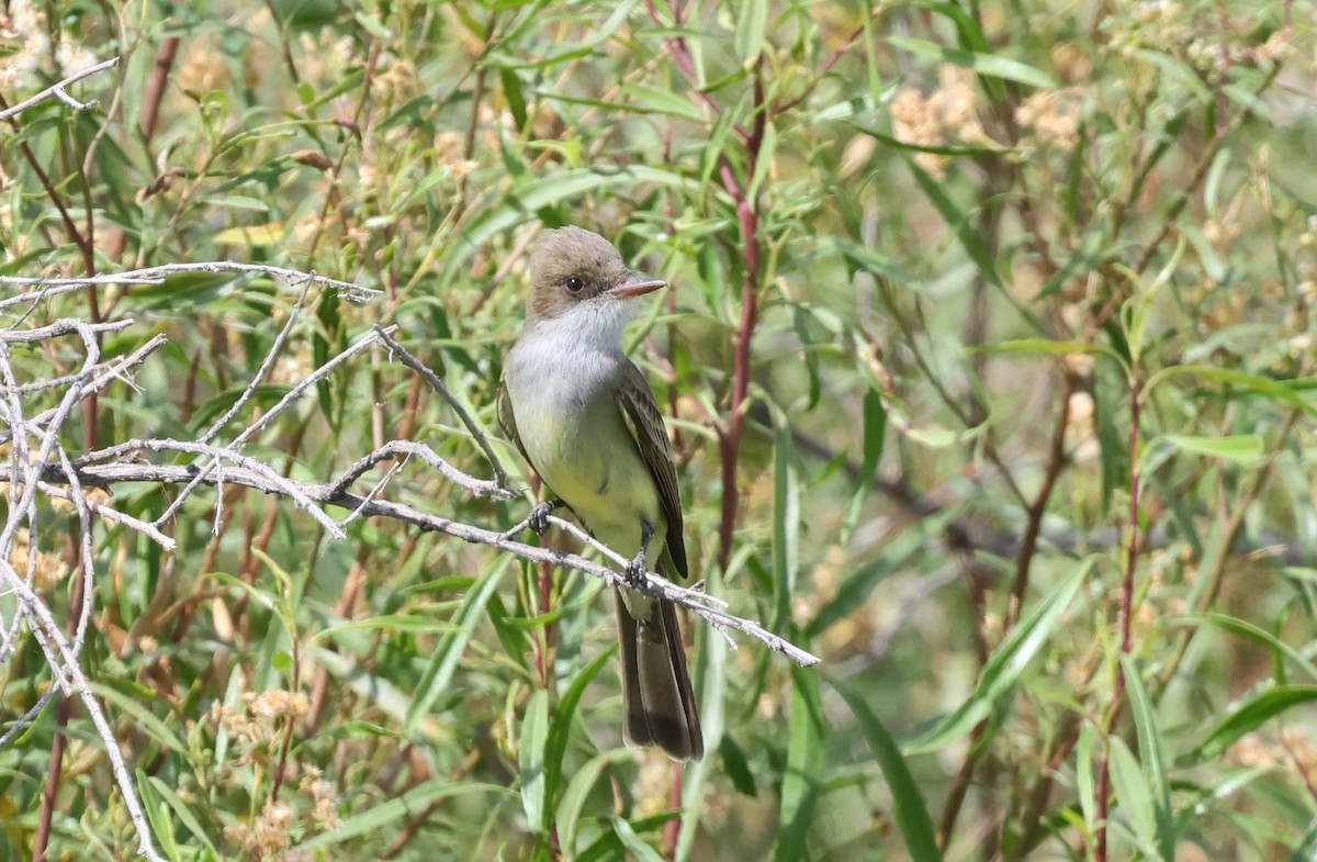 Копетон неотропічний - ML647441262