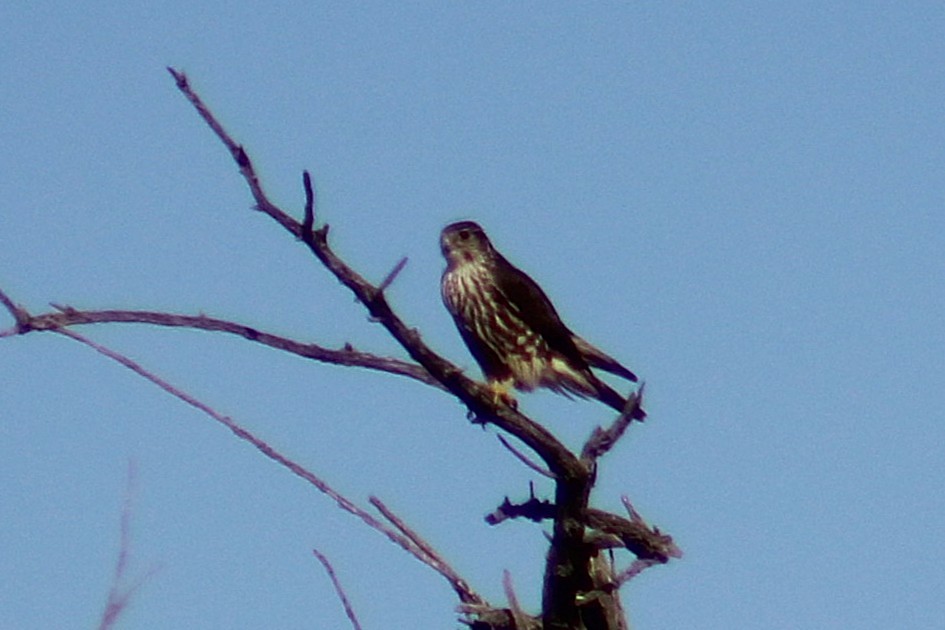 Підсоколик малий - ML647441264