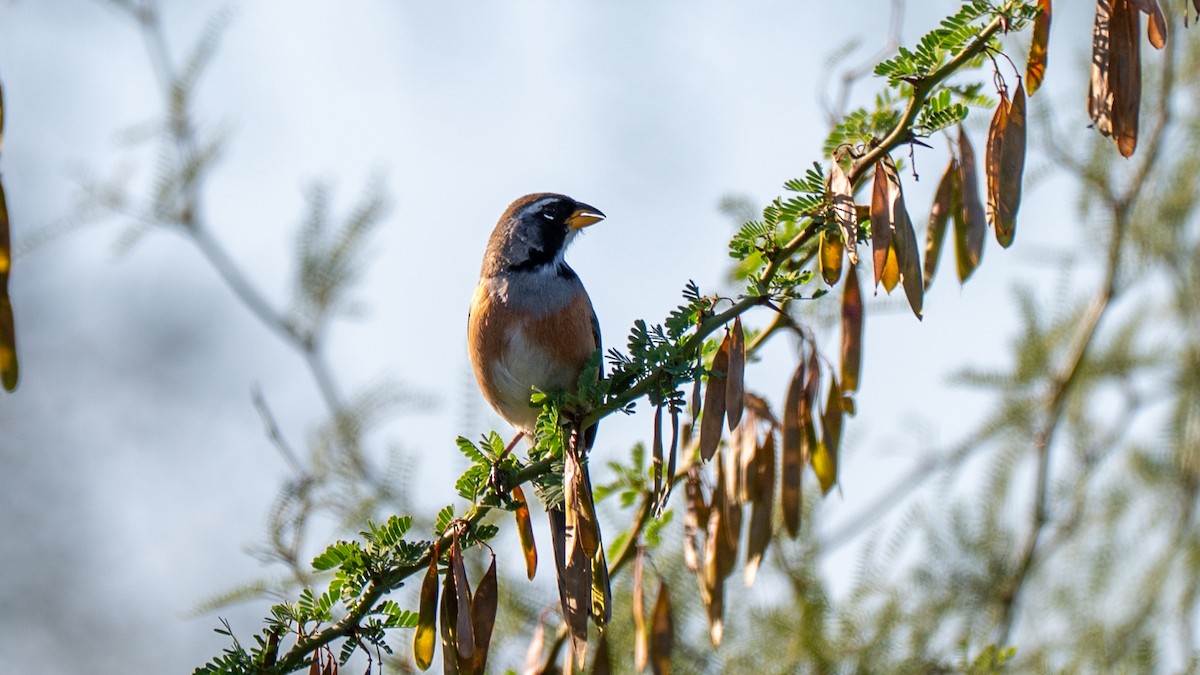 Чако - ML647441265