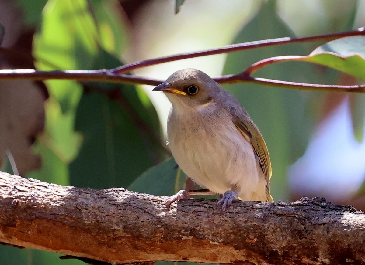 Медник східний - ML647441267