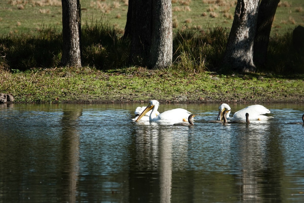 Пелікан рогодзьобий - ML647441268
