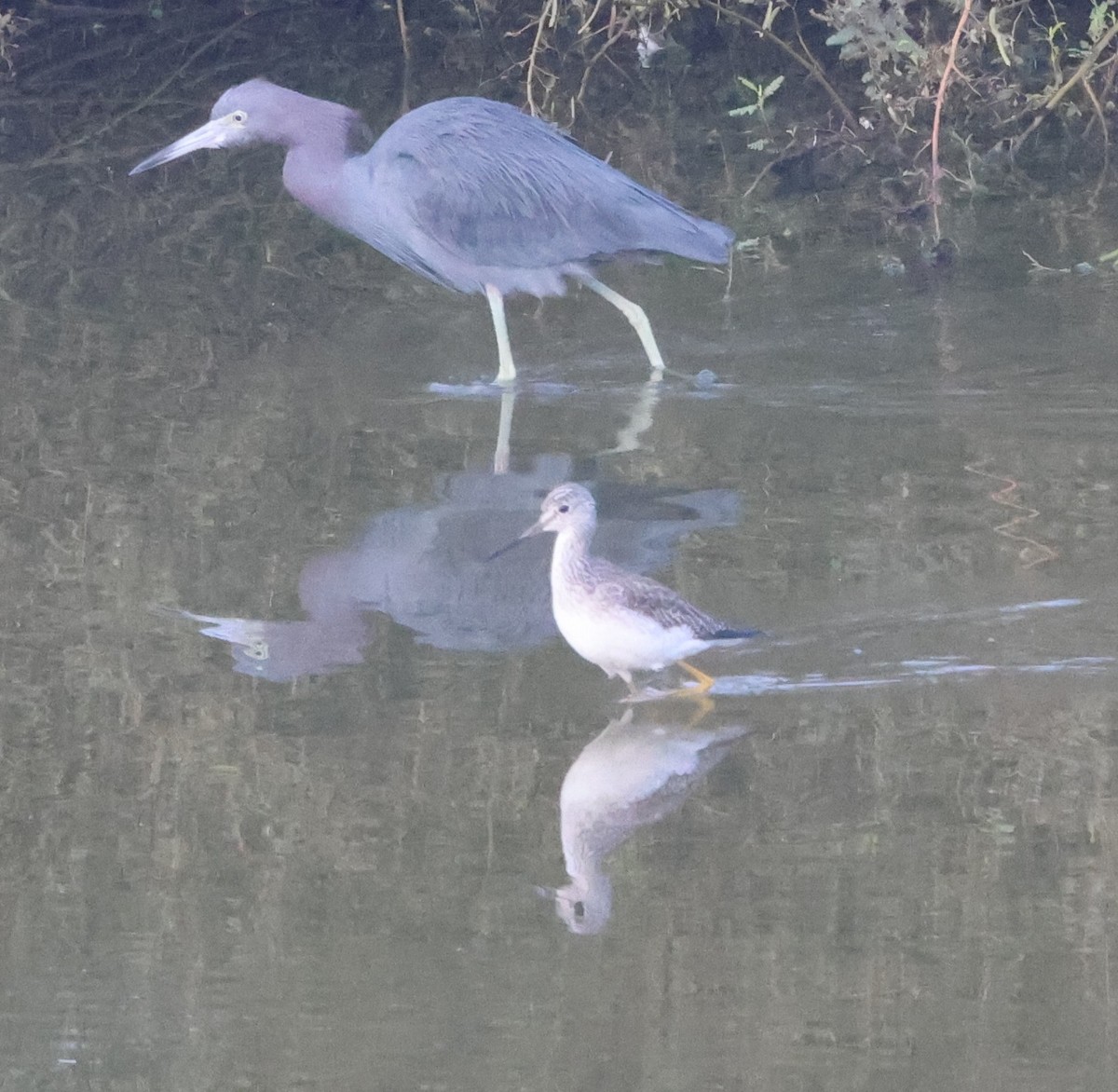 Чепура блакитна - ML647441269