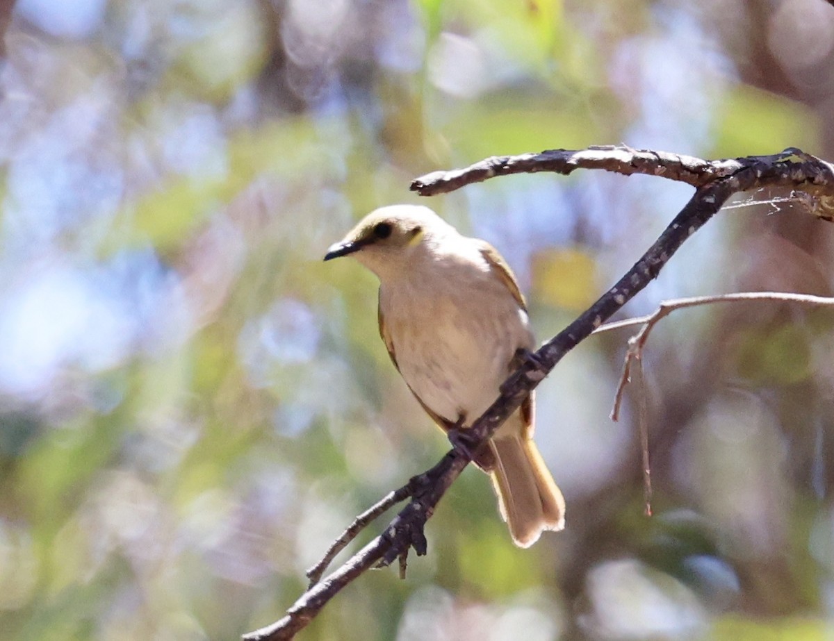 Медник східний - ML647441272