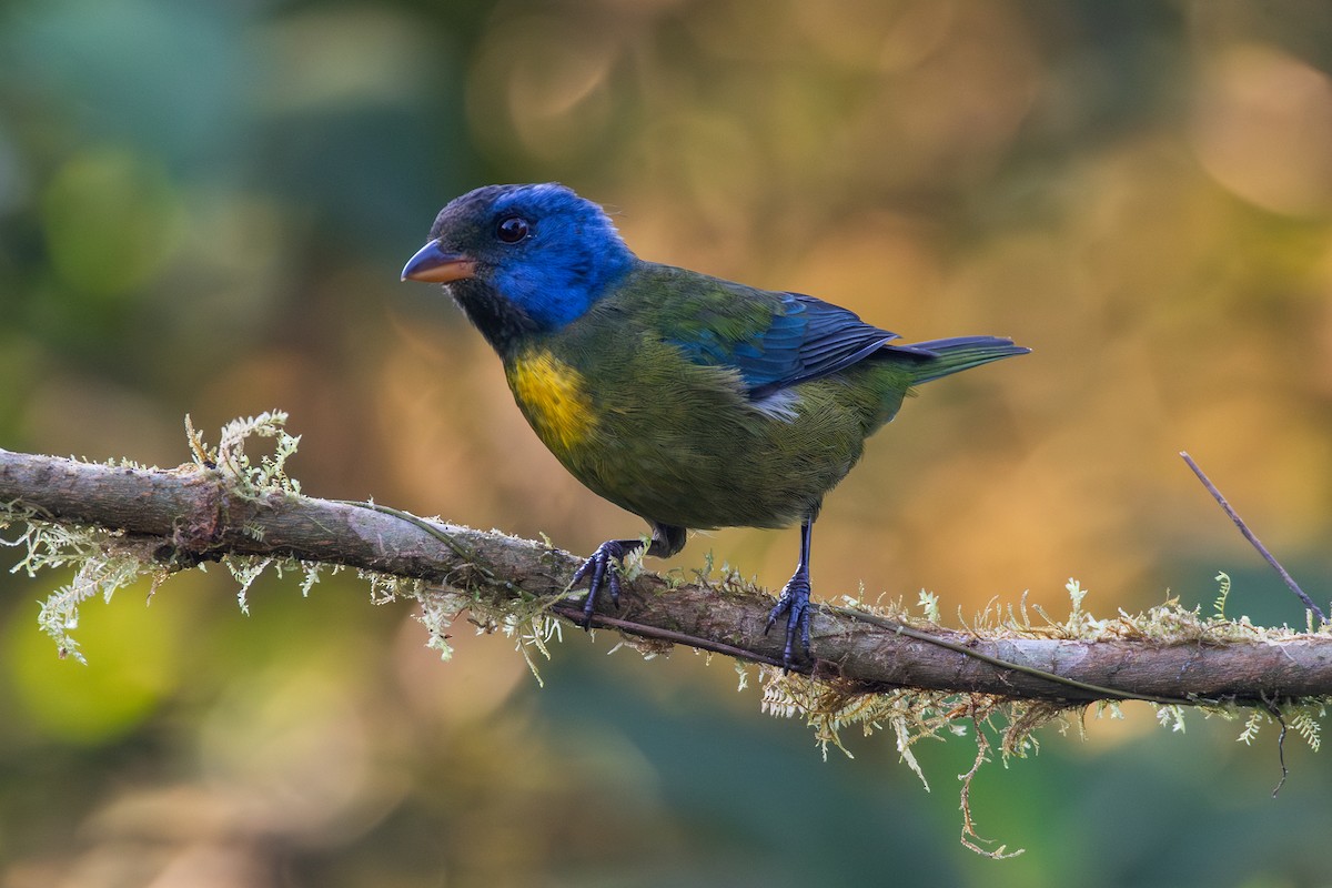 Аркея синьощока - ML647441274