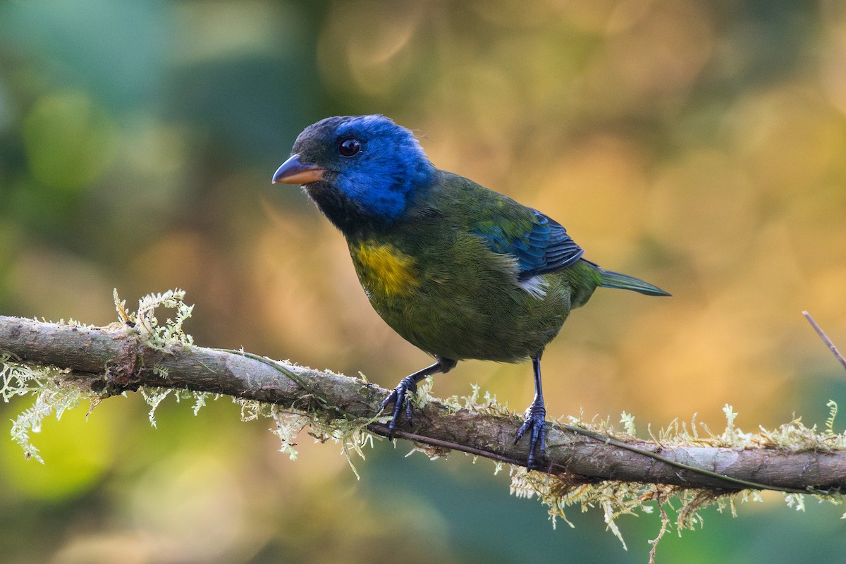 Аркея синьощока - ML647441275