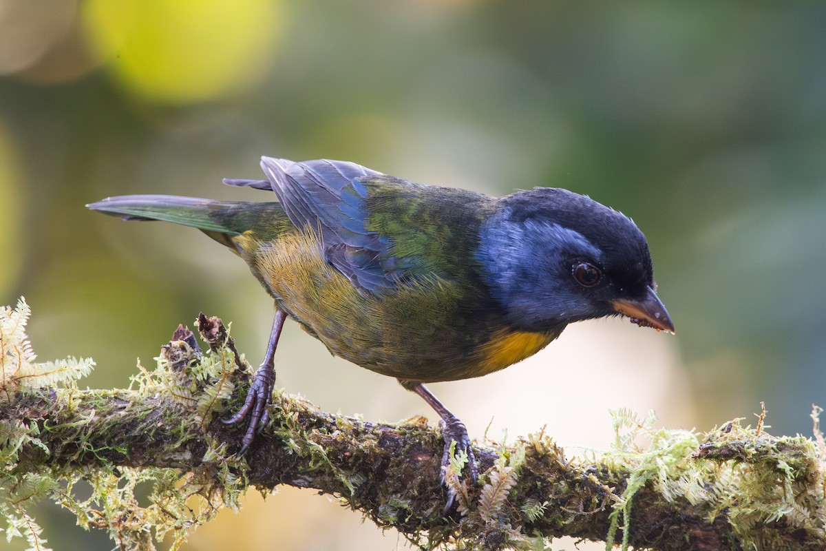 Аркея синьощока - ML647441276