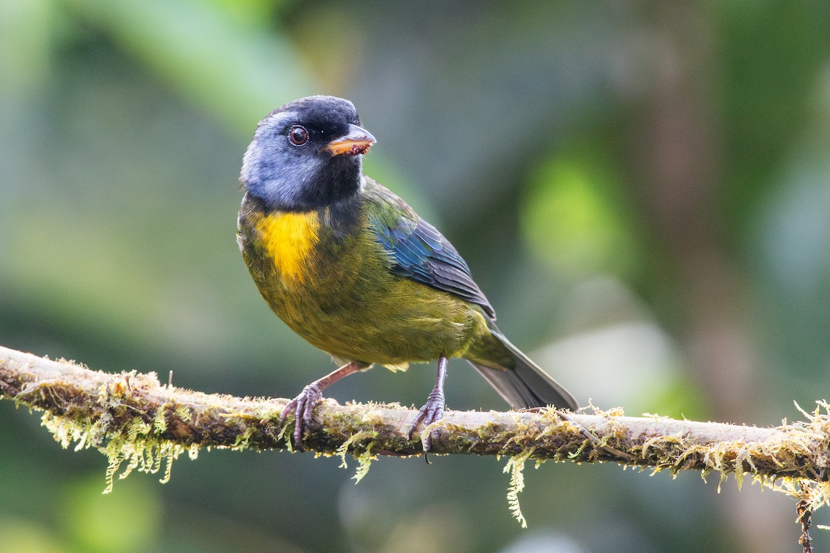 Аркея синьощока - ML647441277