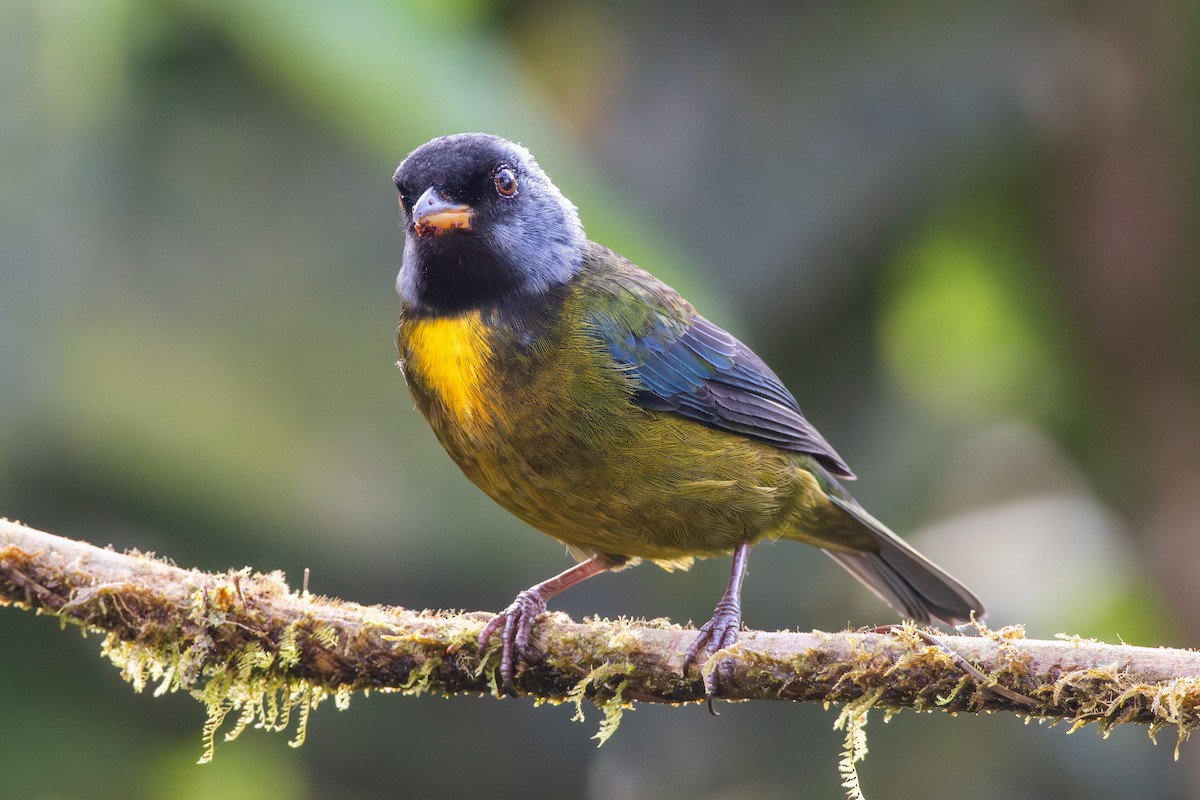 Аркея синьощока - ML647441278