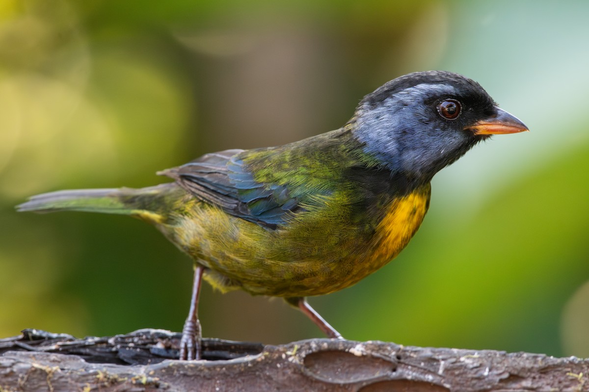 Аркея синьощока - ML647441279