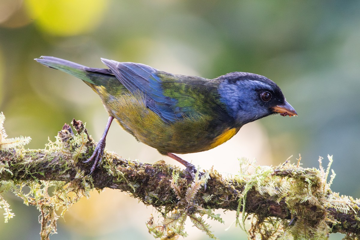 Аркея синьощока - ML647441280