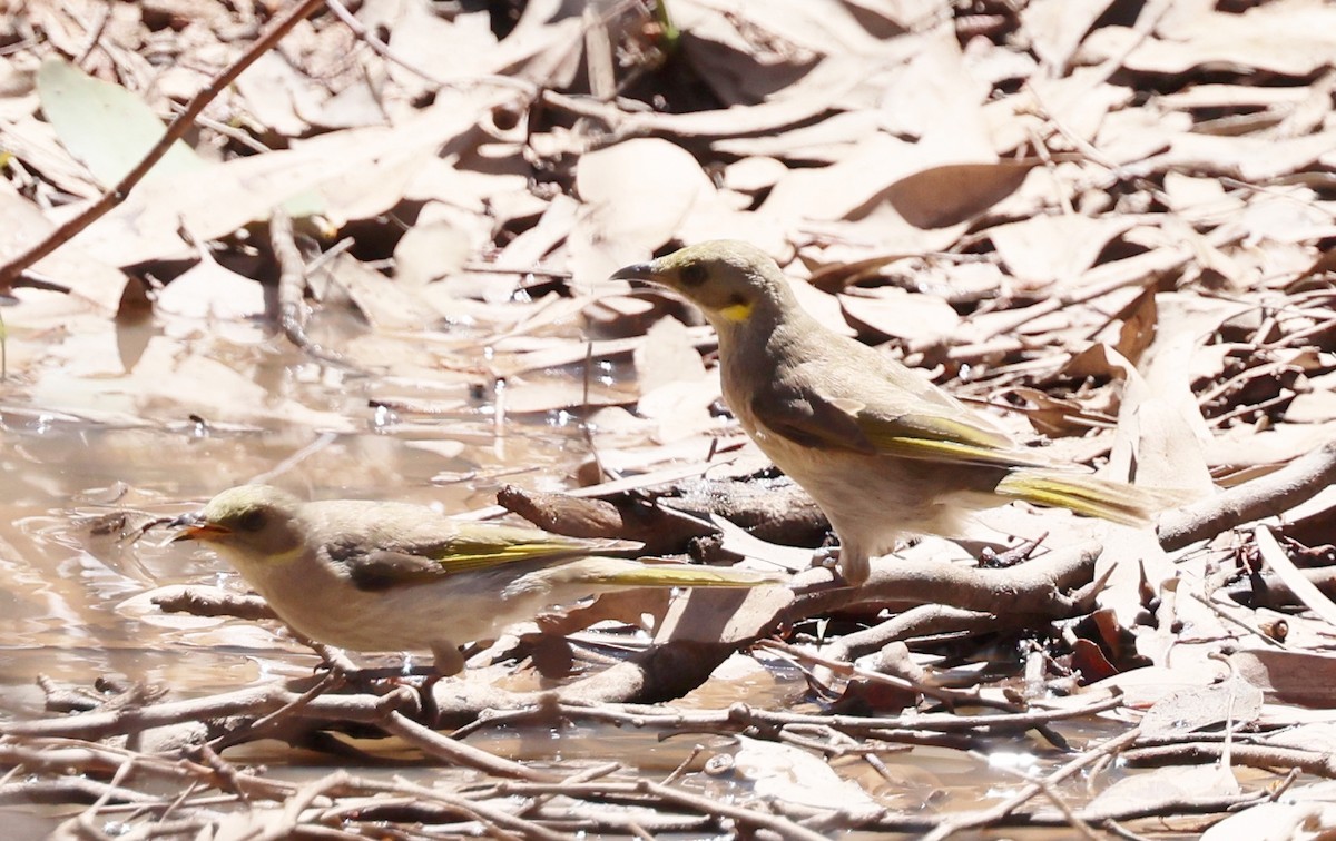 Медник східний - ML647441281