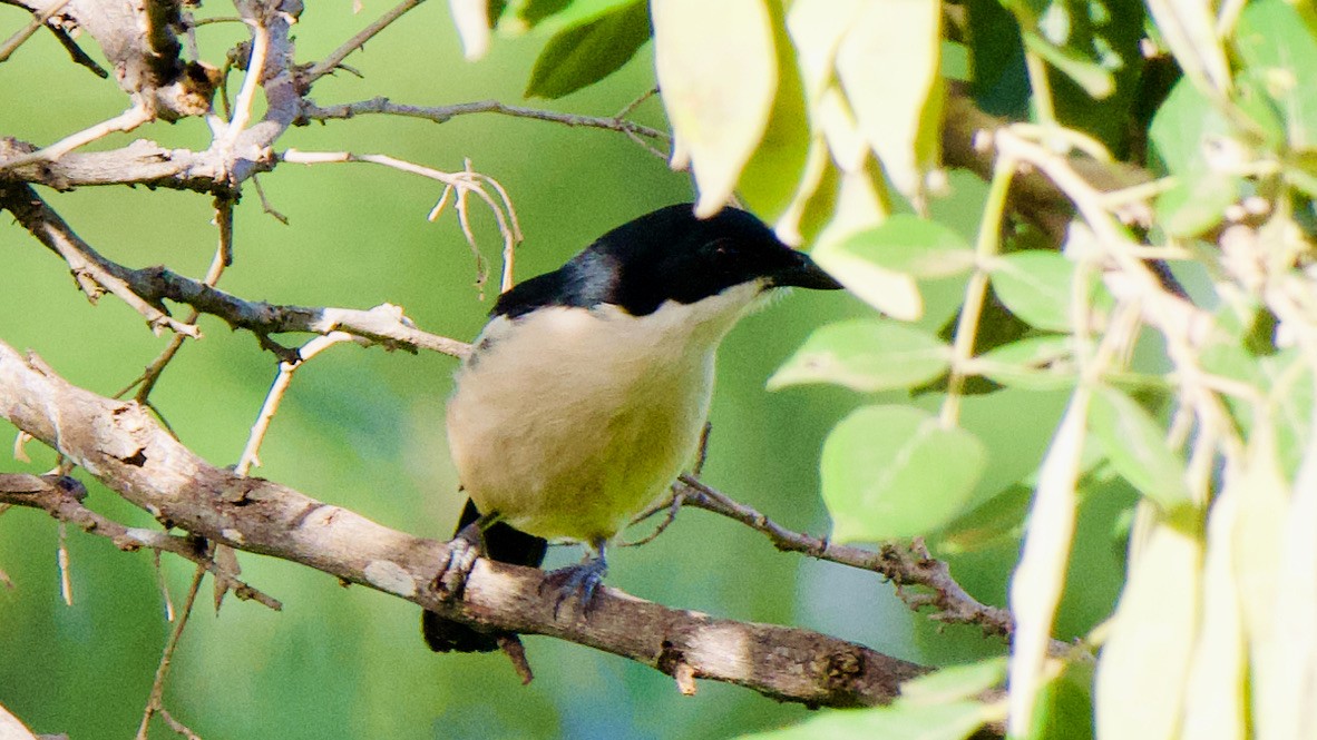 Гонолек тропічний - ML647441282