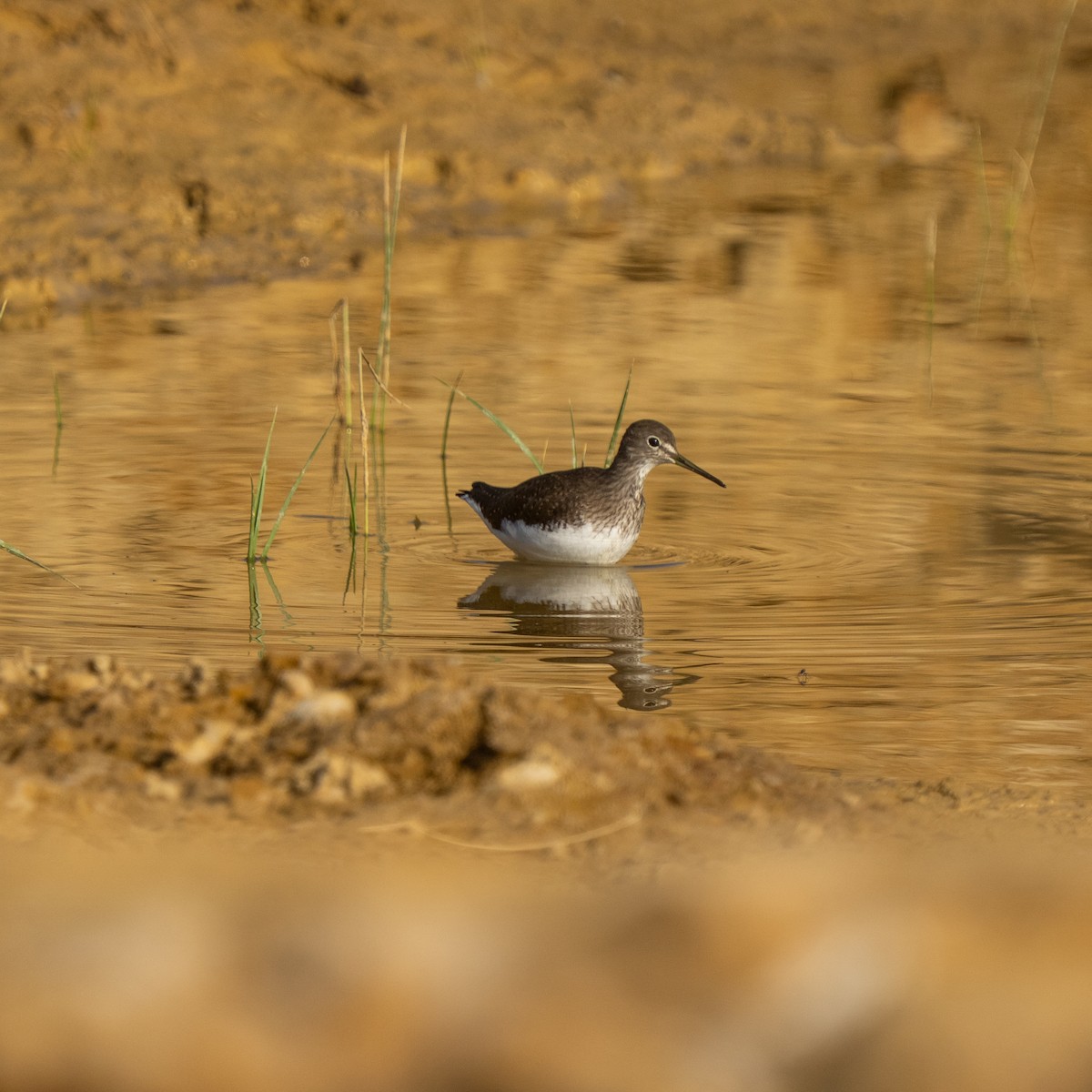 Коловодник лісовий - ML647441283