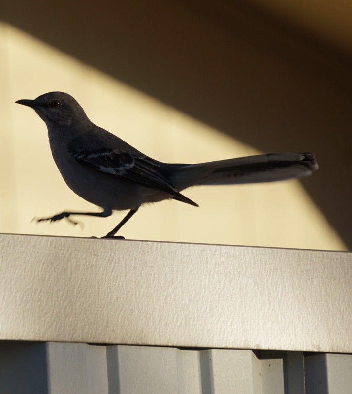 Пересмішник багатоголосий - ML647441284