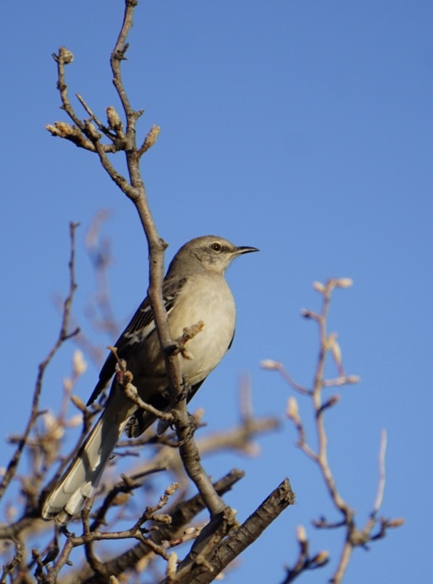 Пересмішник багатоголосий - ML647441285