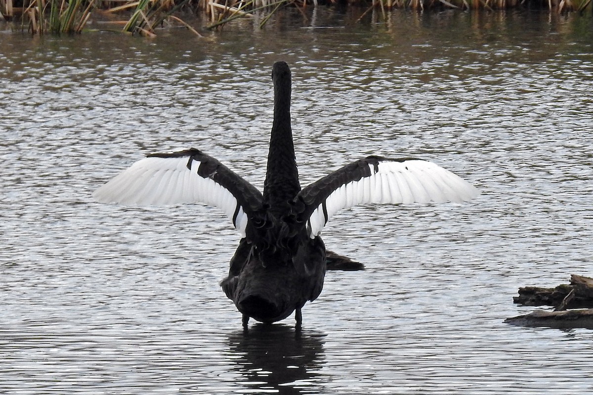 Лебідь чорний - ML647441286
