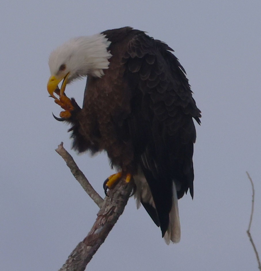 Орлан білоголовий - ML647441288