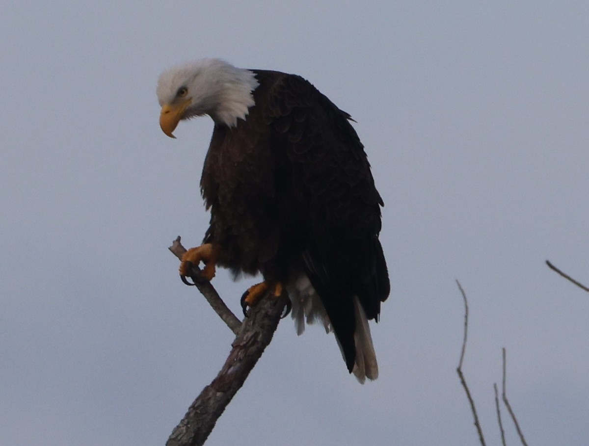 Орлан білоголовий - ML647441289