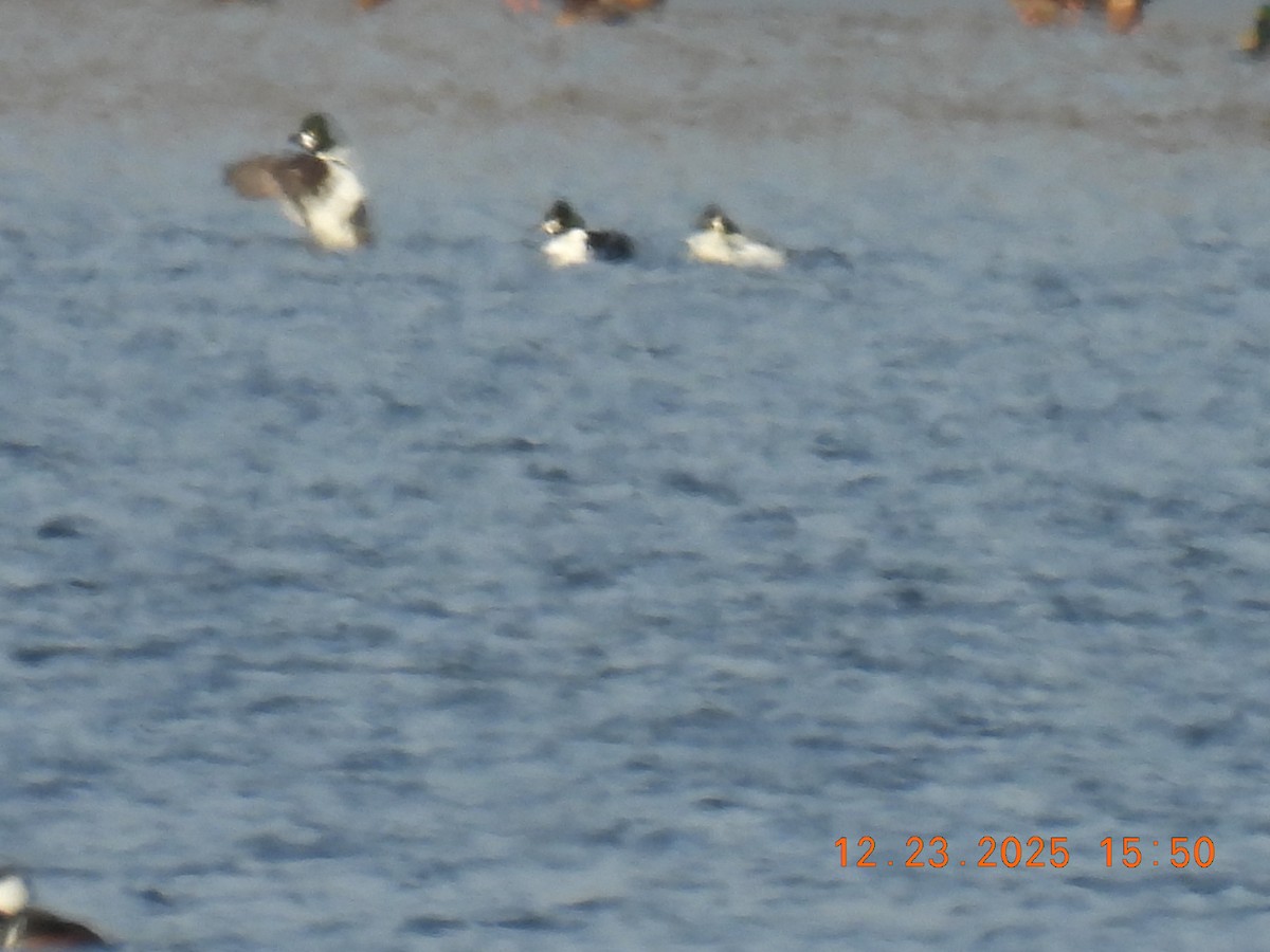Common Goldeneye - ML647441294