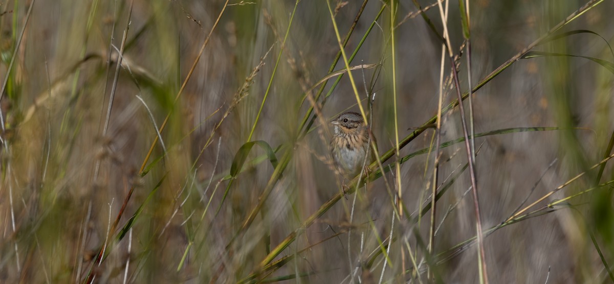 Lincoln's Sparrow - ML647441301