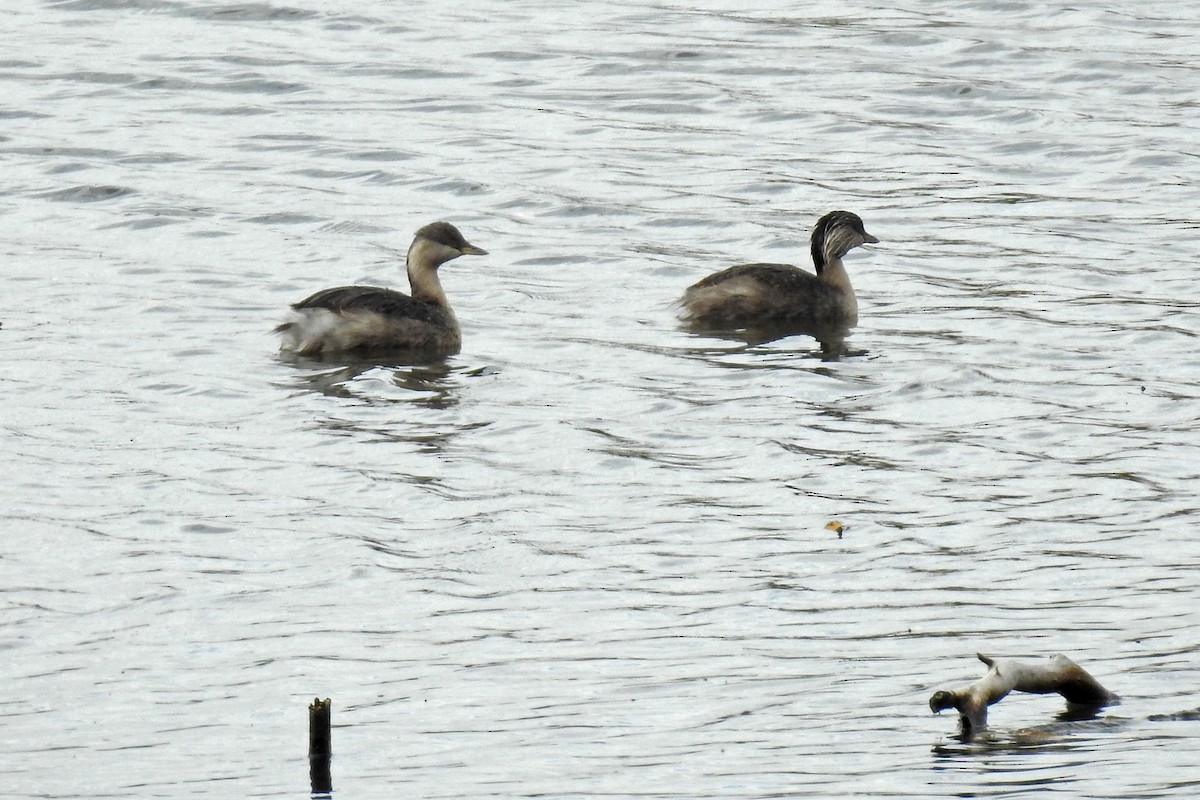 Hoary-headed Grebe - ML647441303