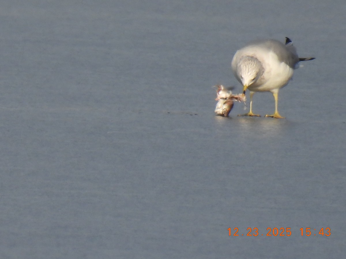 Ring-billed Gull - ML647441309