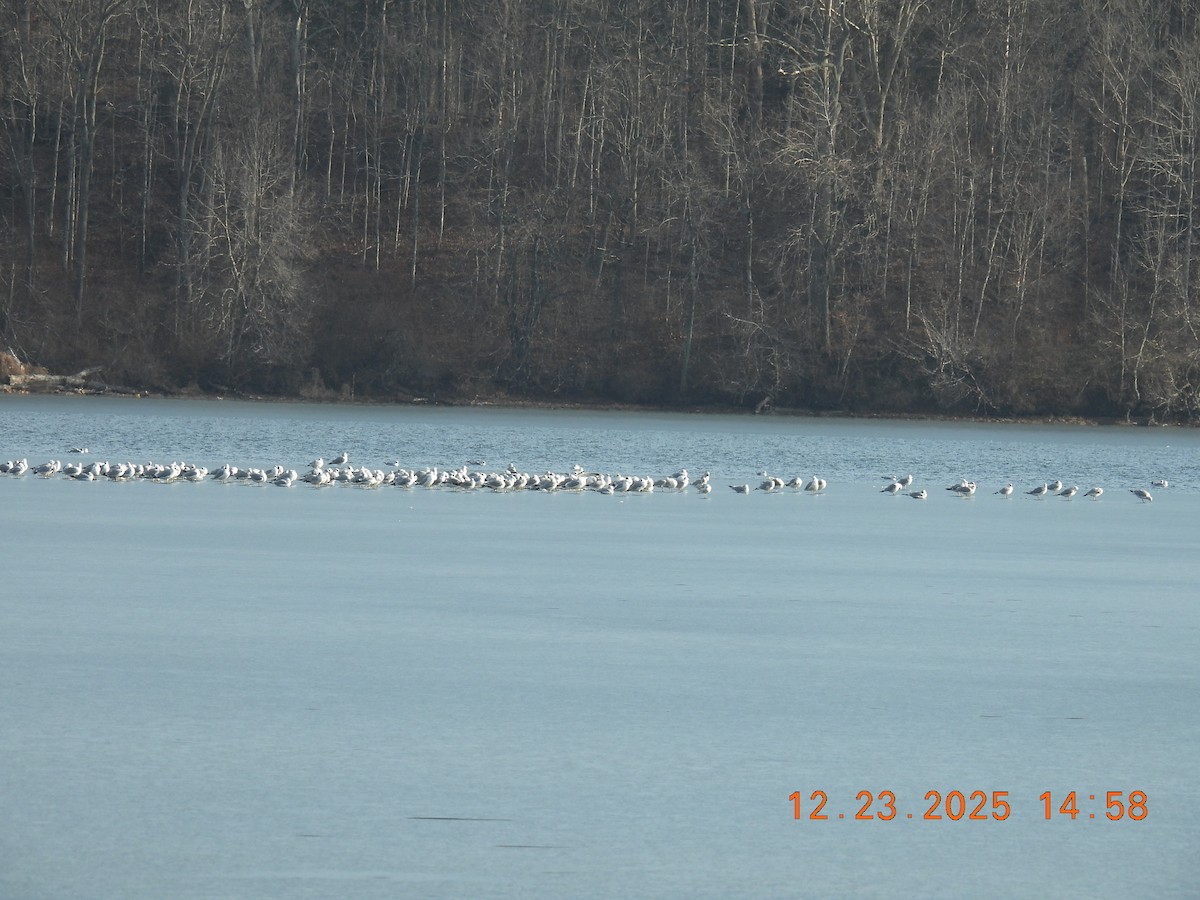 Ring-billed Gull - ML647441316