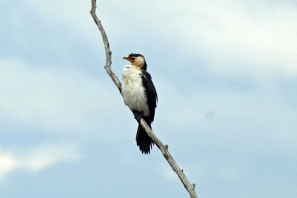 Little Pied Cormorant - ML647441317