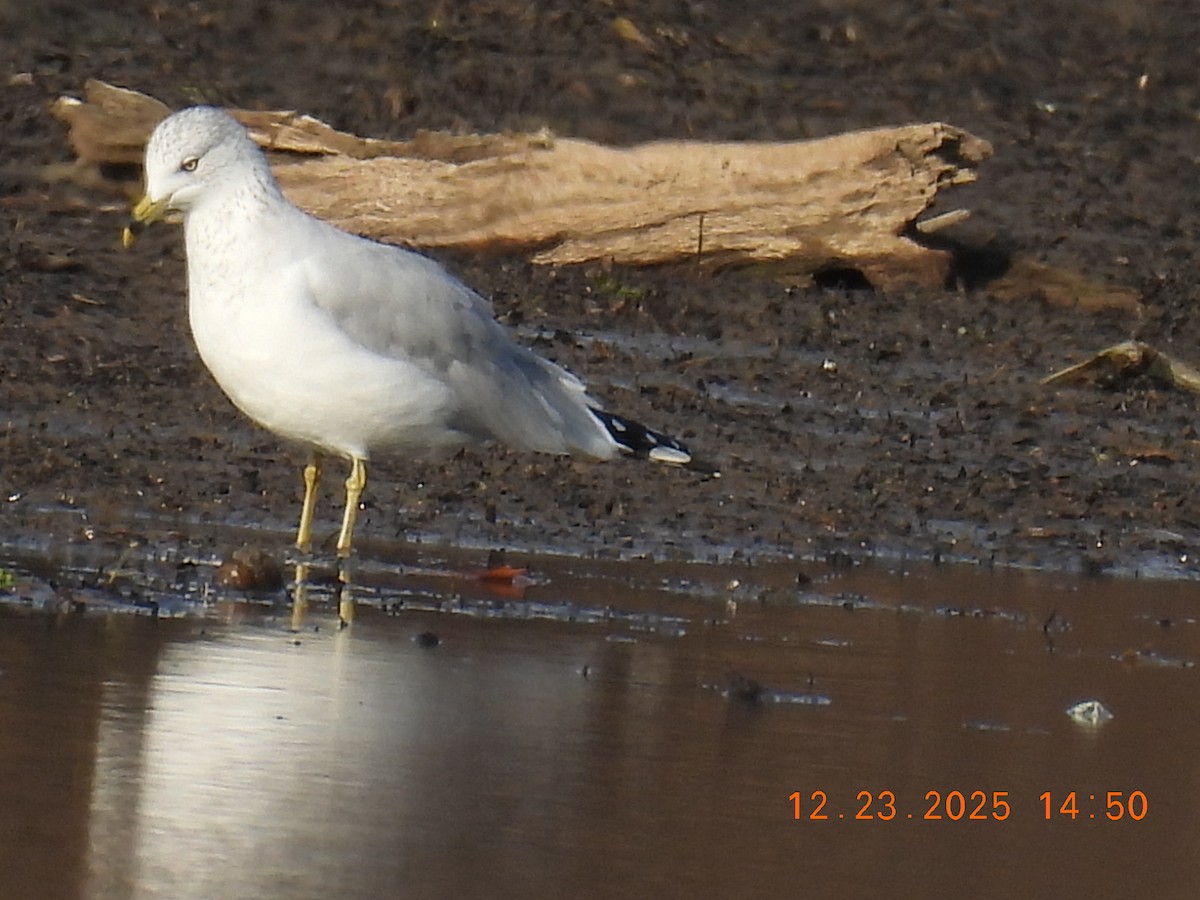 Ring-billed Gull - ML647441335