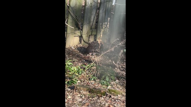 Cooper's Hawk - ML647441344