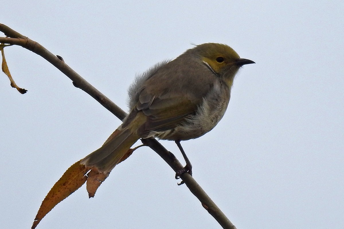 White-plumed Honeyeater - ML647441353